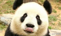神秘人爆料熊猫视频下载,熊猫视频下载秘籍大公开！