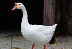 吃瓜鹅日常爆料怎么做视频