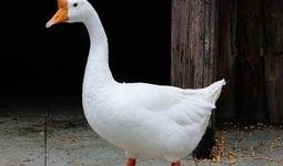 吃瓜鹅日常爆料怎么做视频