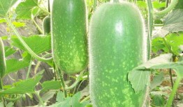 西藏网红吃瓜视频大全,趣味横生，笑料百出