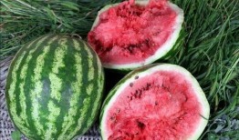 吃瓜免费地址,免费吃瓜地址大公开，畅享美食新体验！