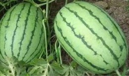 沭阳网红吃瓜群微信,揭秘网络社交圈的趣味与争议