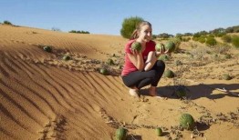 大漠瓜客-免费吃瓜,免费吃瓜之旅，尽享沙漠瓜果盛宴