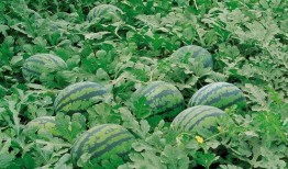 沭阳网红吃瓜群微信,揭秘网络社交圈的趣味与争议