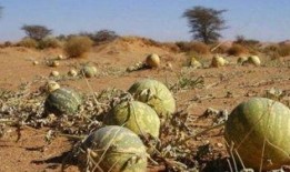 大漠瓜客-免费吃瓜,免费吃瓜之旅，尽享沙漠瓜果盛宴