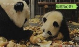 神秘人爆料熊猫视频下载,熊猫视频下载秘籍大公开！