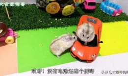 新赛季爆料小仓鼠视频,小仓鼠视频揭秘精彩瞬间