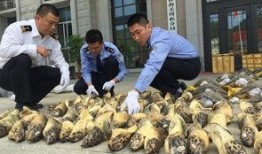 南宁巨型生物爆料案件最新,最新案件调查揭秘