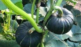 各类网红吃瓜视频