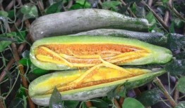 各类网红吃瓜视频