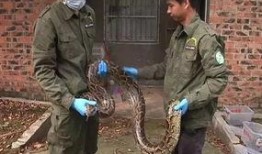 南宁巨型生物爆料案件最新,最新案件调查揭秘