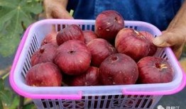 红团果实爆料视频,揭秘视频背后的惊人真相