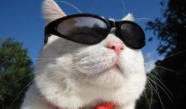 吃瓜事件网红杨咩咩,吃瓜事件背后的网红成长之路