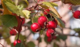 空心山楂爆料视频,网红食品背后的真相