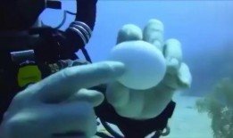 深海长眠在线观看,揭秘神秘海底世界的惊悚之旅